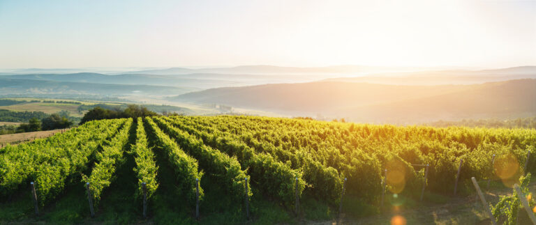 Extra,Wide,Panoramic,Shot,Of,A,Summer,Vineyard,Shot,At